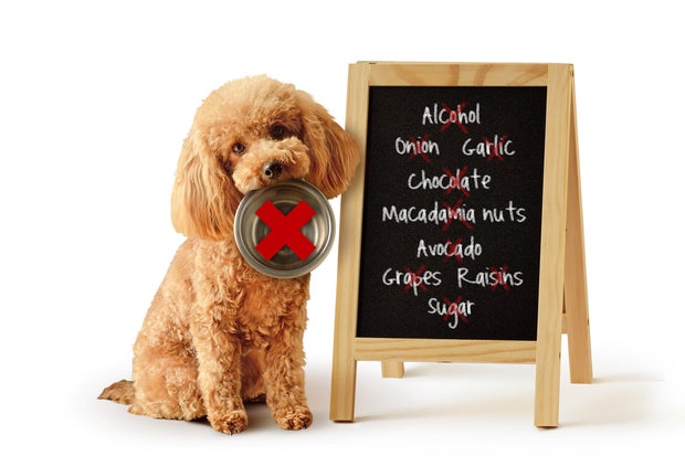 Toy poodle with bowl and list of toxic foods for dogs written on blackboard - Concept of dog food nutrition and diet 