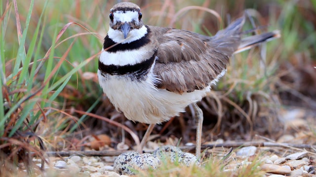 AT&T Byron Nelson - Final Round 