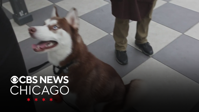 Fresco is the PAWS Chicago pet of the week