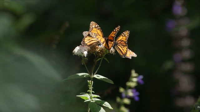 Monarch butterfly 