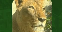 Тийнейджър, наранен до смърт от лъв, след като се качи в заграждението в зоологическата градина в Бразилия