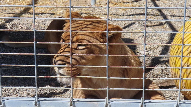 born-to-be-free-lion-tiger-liliger.jpg 