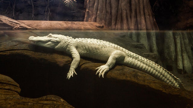 claude-the-alligator-120225.jpg 