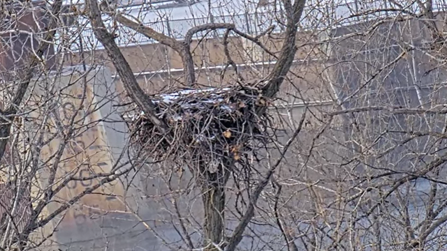 dnr-eaglecam-dec-2025.png 