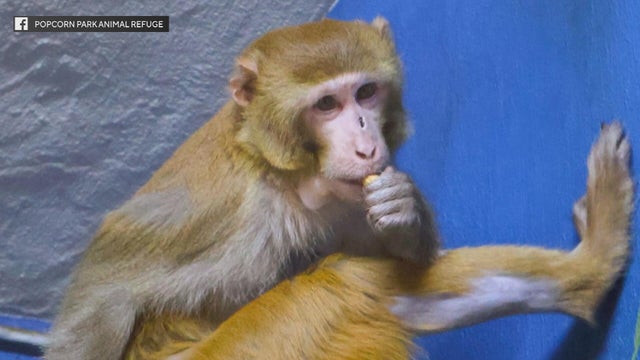 Escaped lab monkey taken in by Popcorn Park Animal Rescue in New Jersey 