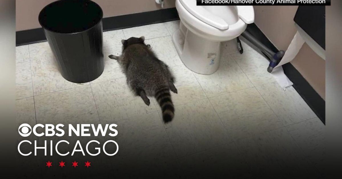 Drunk raccoon found in bathroom of Virginia liquor store - CBS Chicago