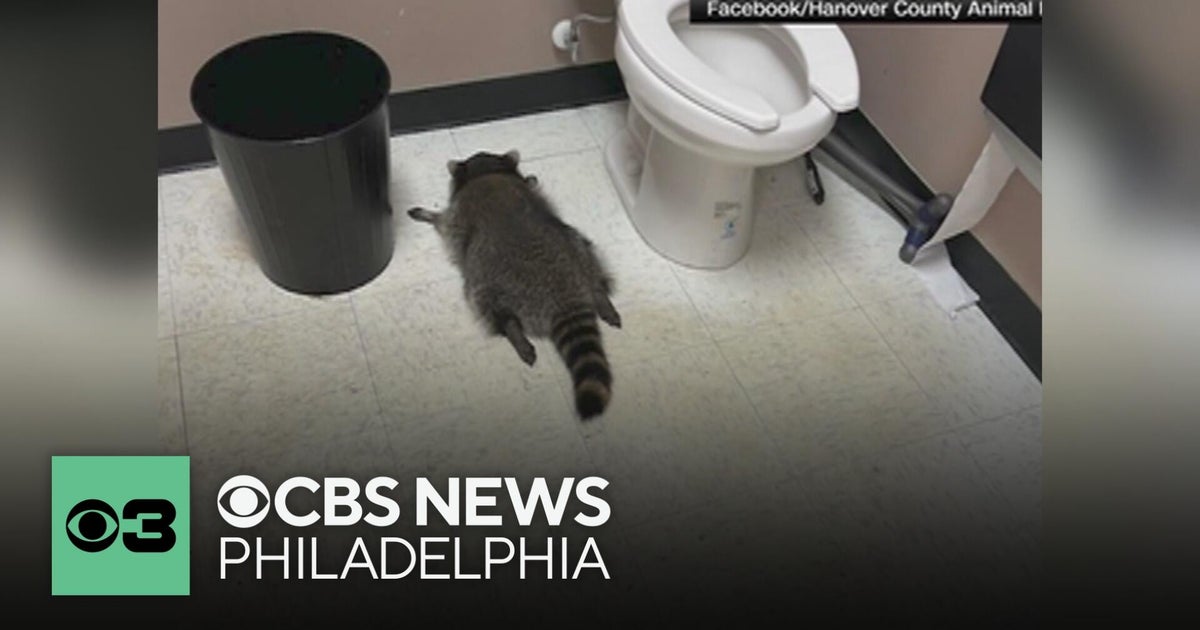 Raccoon falls through ceiling into Virginia liquor store; found passed ...