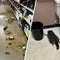 Raccoon passes out on Virginia liquor store bathroom floor after drunken rampage