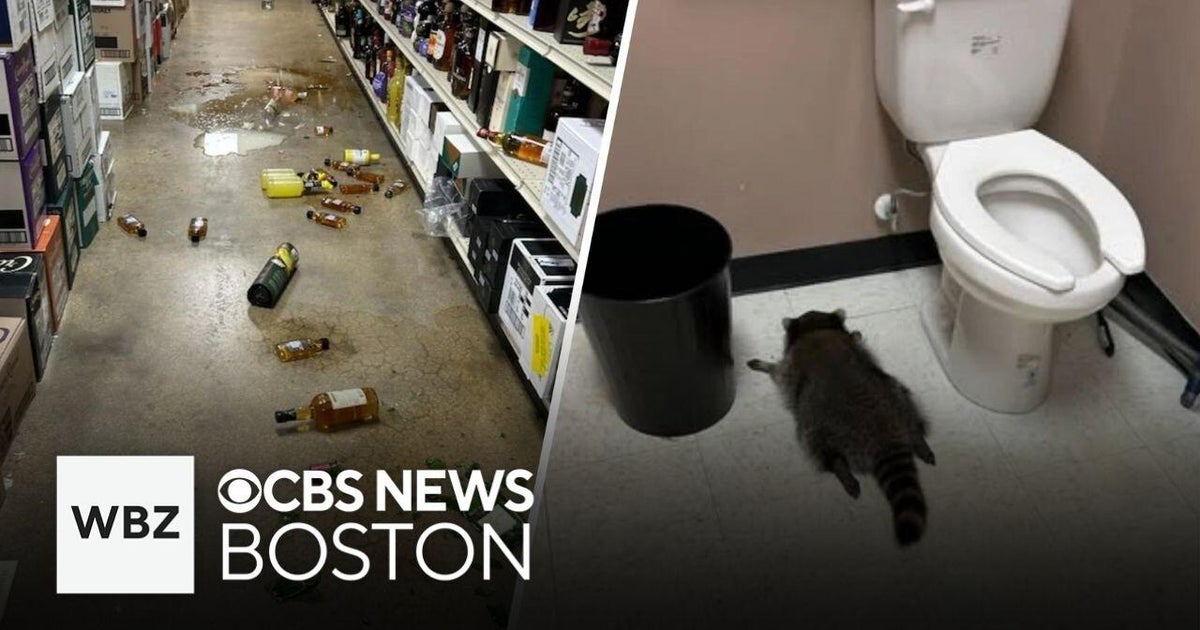 Raccoon passed out on liquor store bathroom floor after drunken rampage ...