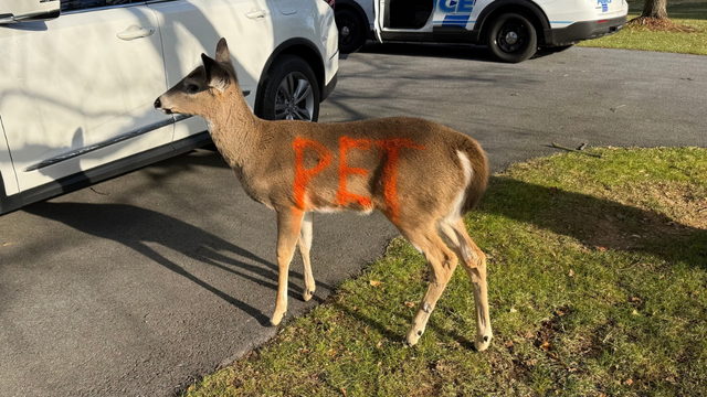 kdka-pet-deer-1.png 