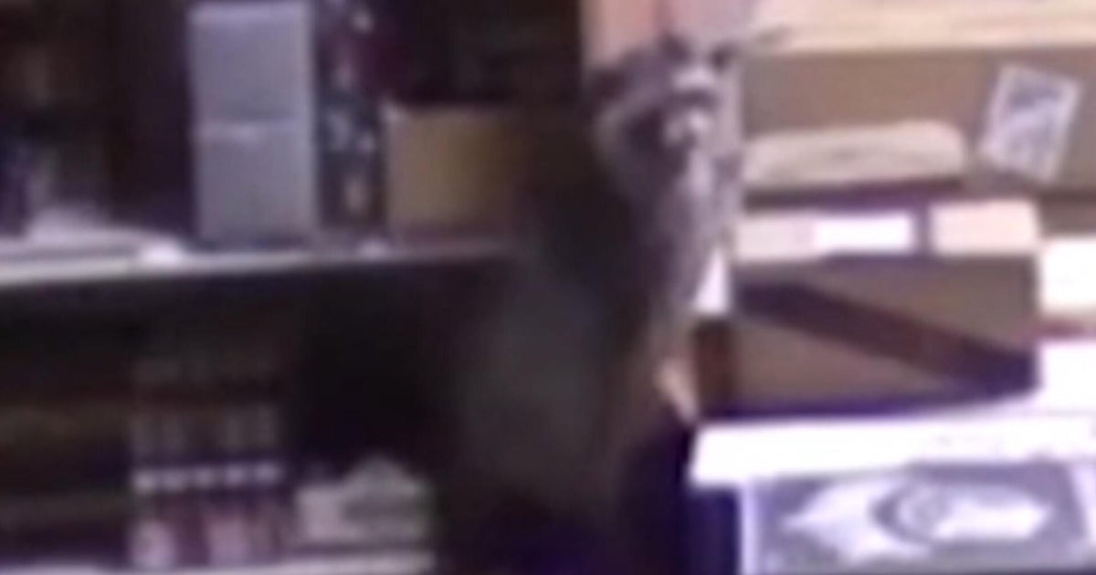 New video of drunken raccoon that passed out in Virginia liquor store