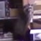 New video of drunken raccoon that passed out in Virginia liquor store