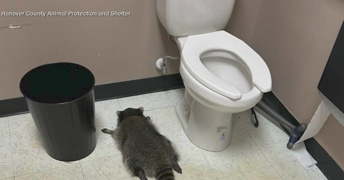 Drunk raccoon rescued after liquor store break‑in in Virginia