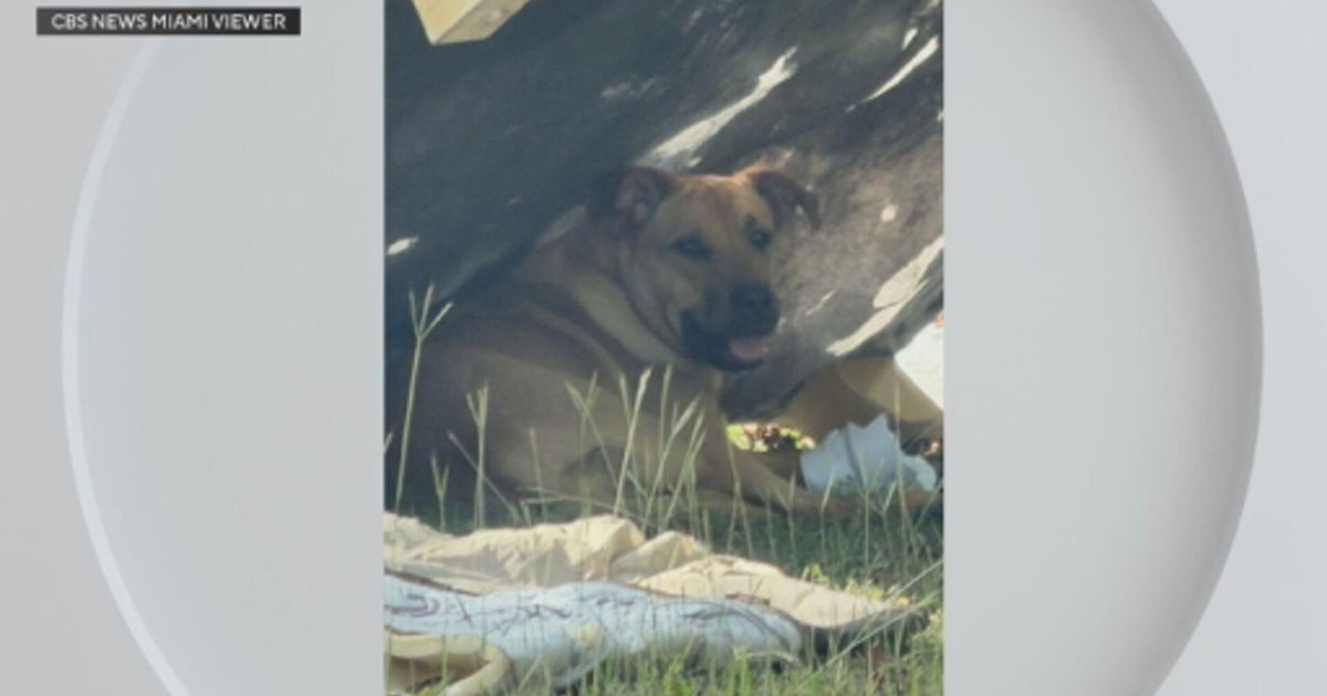 Dogs abandoned with furniture rescued in Miami’s Redland