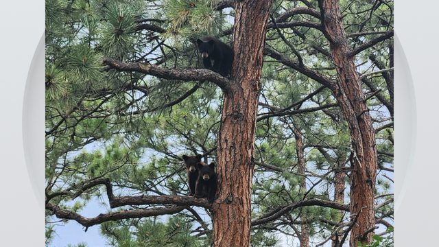 three-bear-cubs-rescued-near-colorado-springs.png 