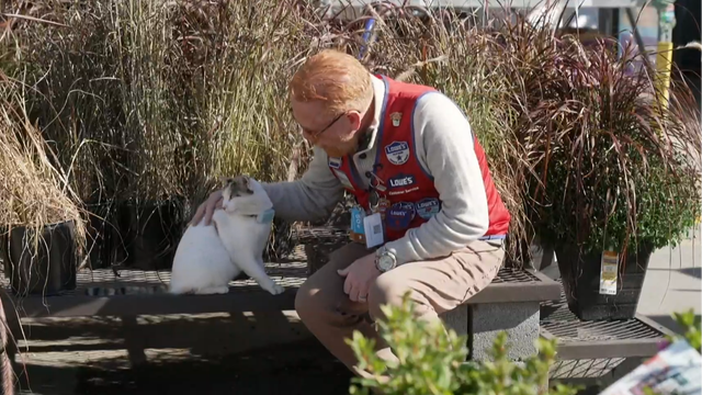 When a Lowe's store cat disappeared, staff pulled out all the stops to find her 
