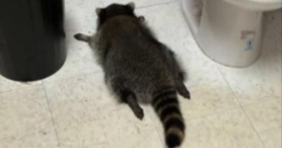 Shelter that found a drunk raccoon at a liquor store raises more than $150,000 with merchandise