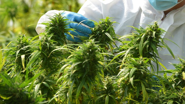 cannabis flower marijuana plant 