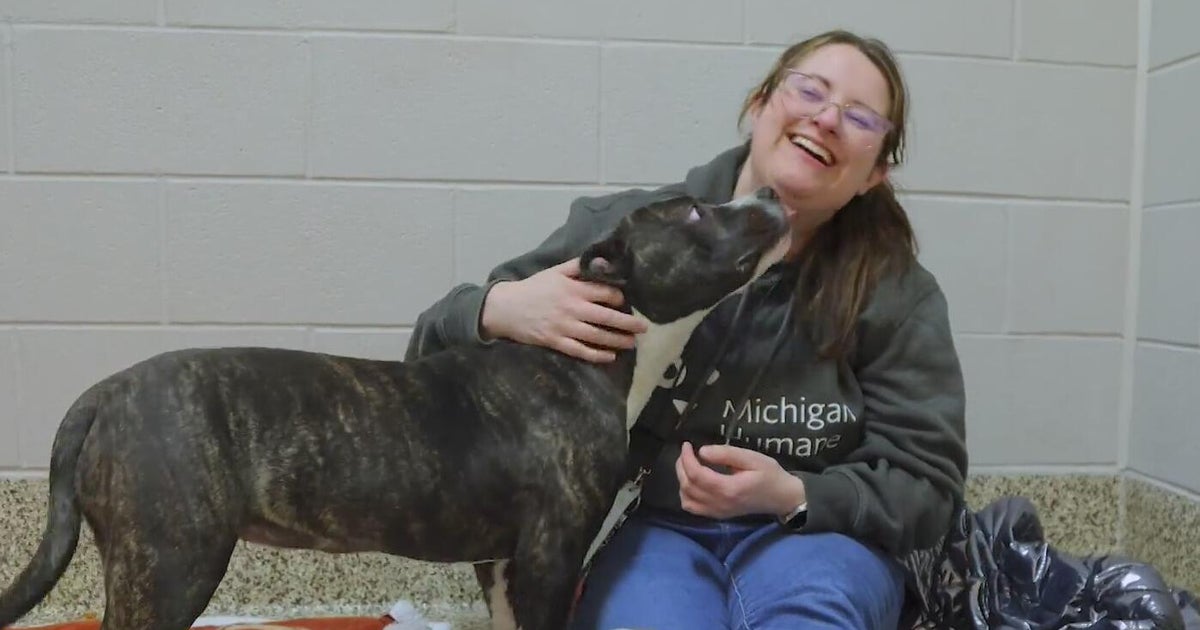 Furry Friday: Meet Pixie the dog and Topher the cat - CBS Detroit