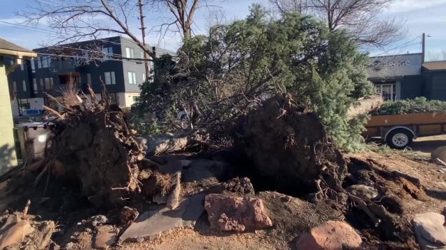 boulder-county-uprooted-trees-dec-17-credit-sarito-carroll-frame-at-0m4s.jpg 