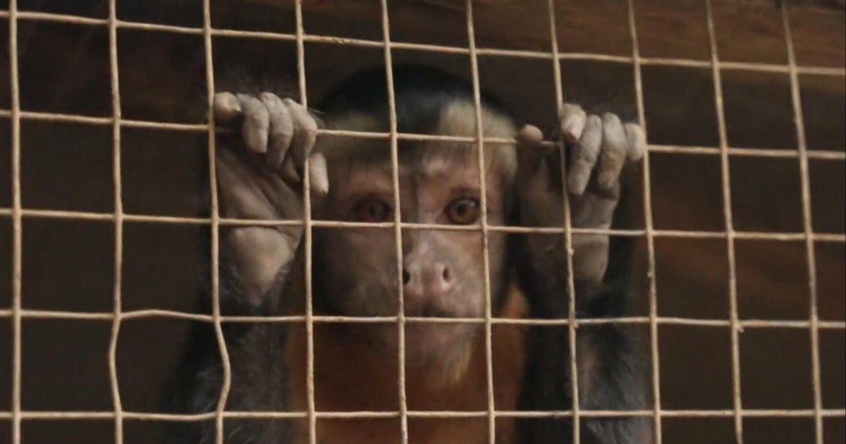 Inside the illegal trade of endangered species in the Amazon