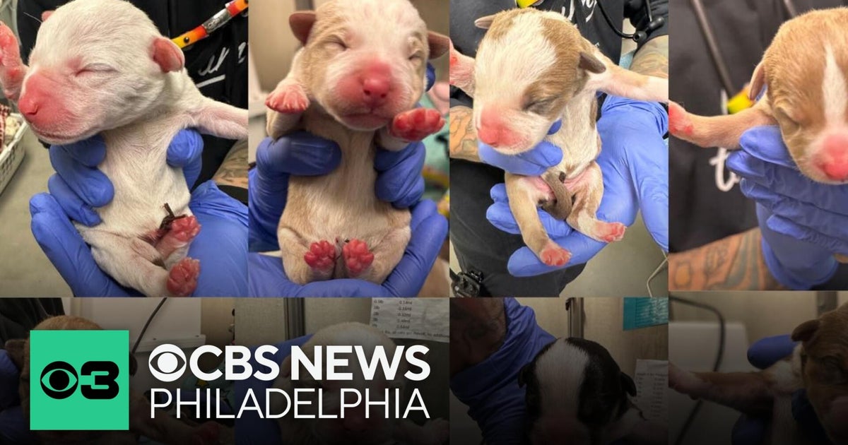 Woman finds newborn puppies abandoned at South Philadelphia Target