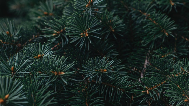 Branches of a spruce ( fir-tree). Christmas wallpaper or postcard concept. 
