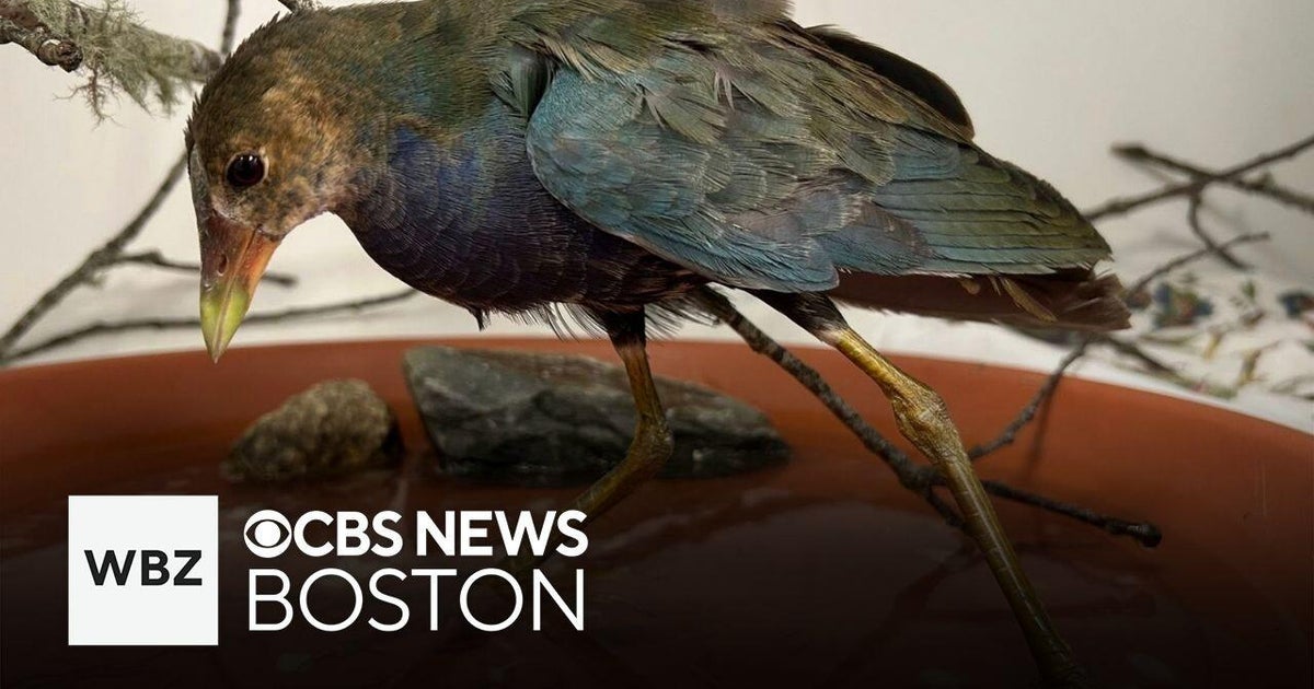 Tropical bird rescued from woman's backyard in New Bedford after getting lost in storm