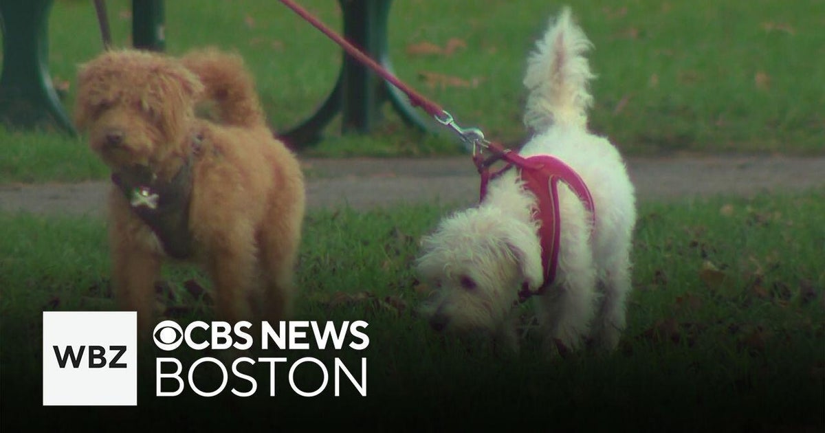 Can dogs have autism? A British scientist says yes