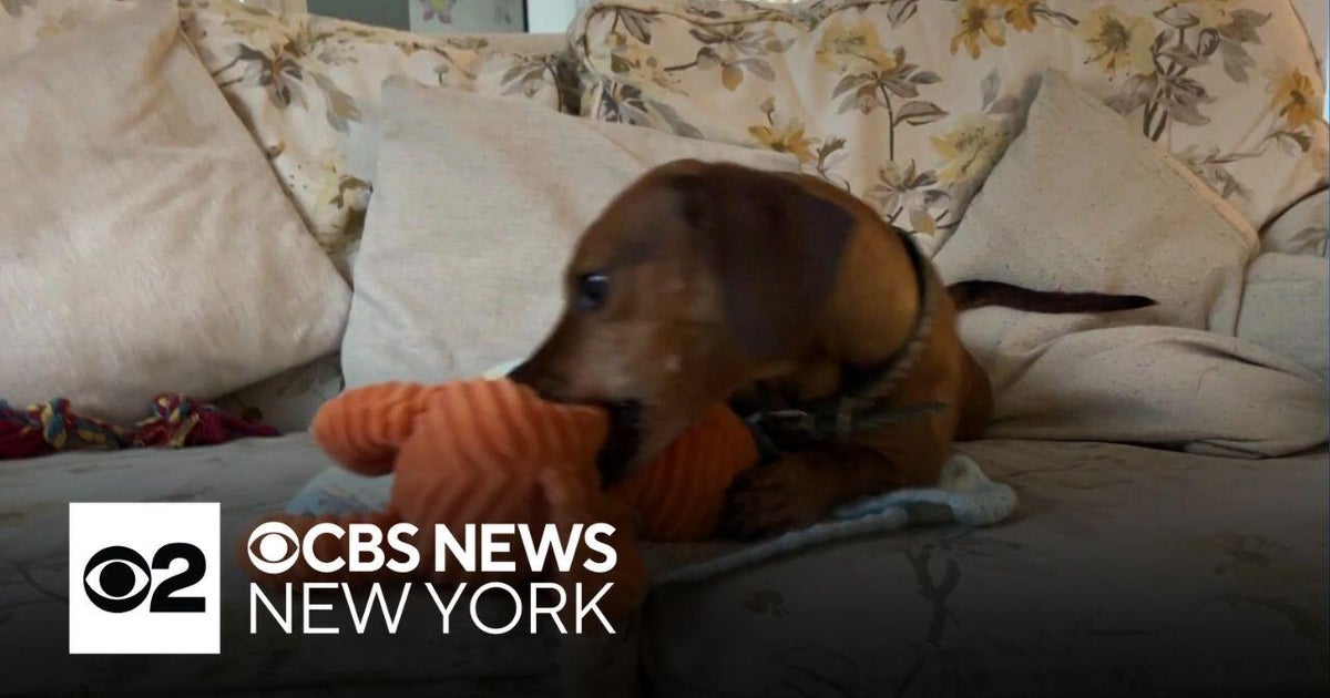 Dogs could have form of autism, scientists say - CBS New York