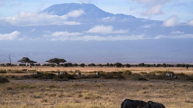 KENYA-KAJIADO-AMBOSELI NATIONAL PARK-WILDLIFE-SCENERY 