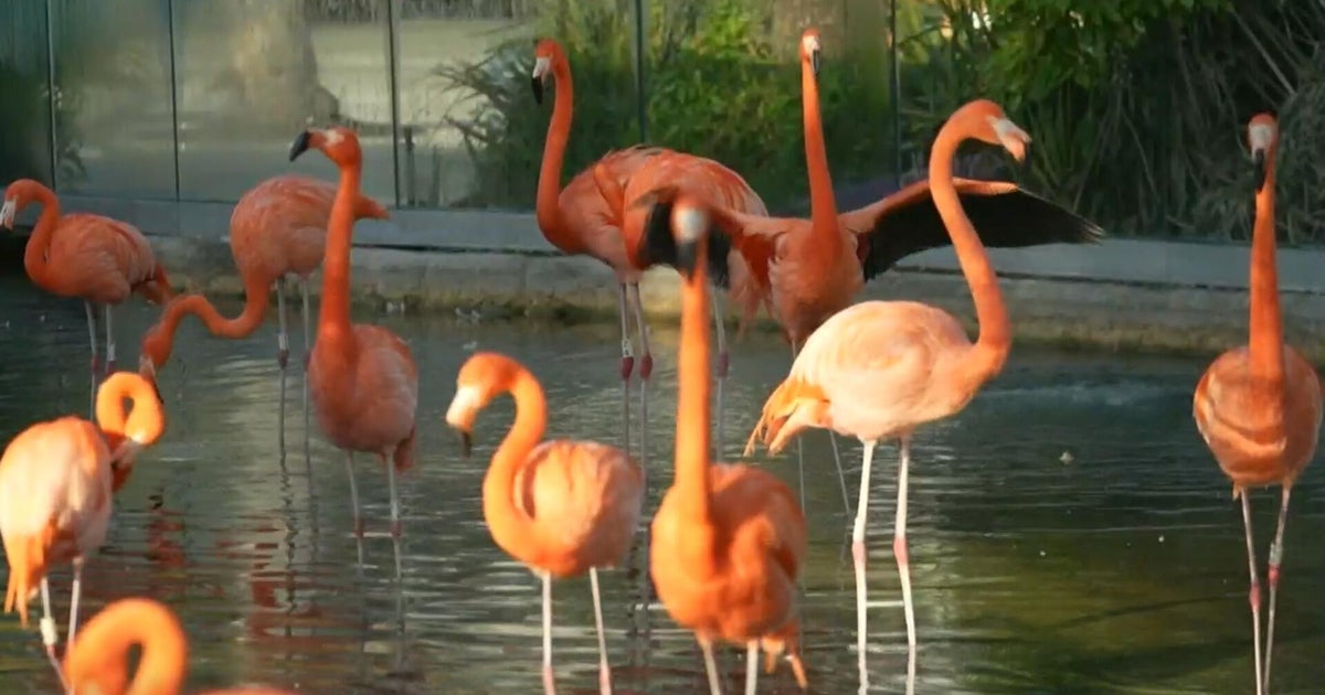 Why flamingos are returning to Florida