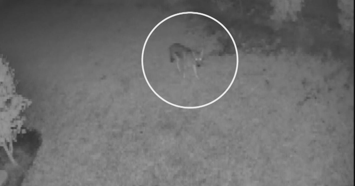 Coyotes spotted in Coconut Creek; residents urged to protect pets, stay alert