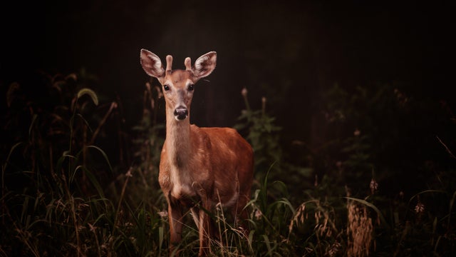 Deer Stands In an Iowa Field in Beautiful Summer Light 