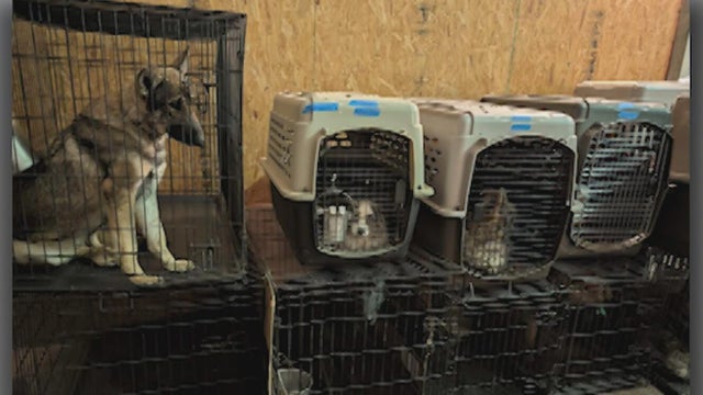 East Texas dog ranch 