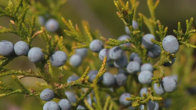 Ashe juniper, mountain cedar 