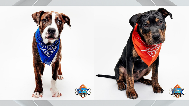 kdka-puppy-bowl-xxii.png 