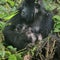 Endangered mountain gorilla gives birth to rare twins: "Major event"