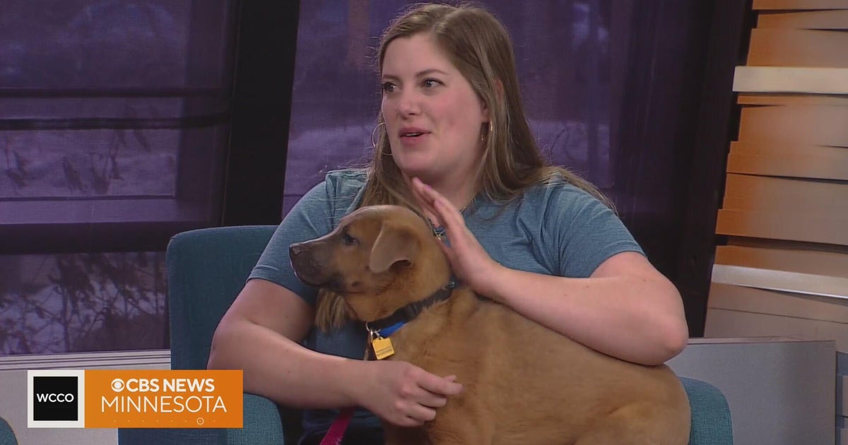 Meet Pogo, who's looking for a forever home