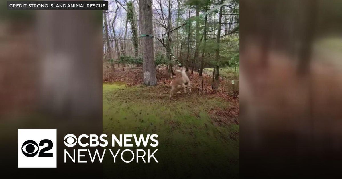 Video shows deer with antlers stuck in zip line on Long Island - CBS ...