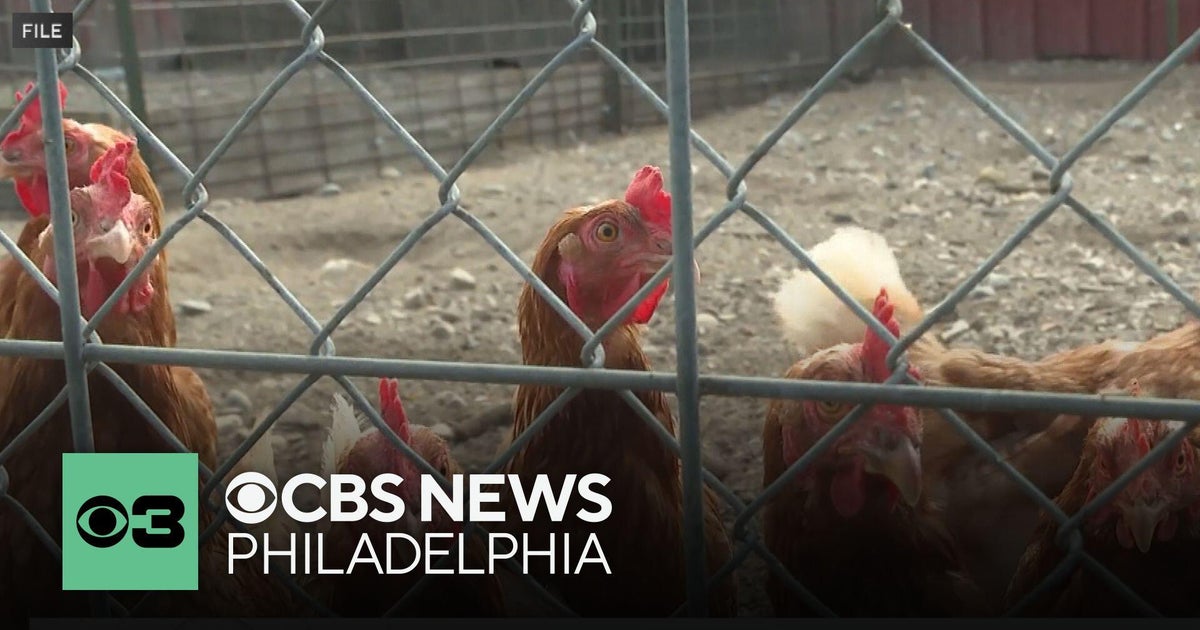 Bird flu detected in Delaware flock, agriculture officials say