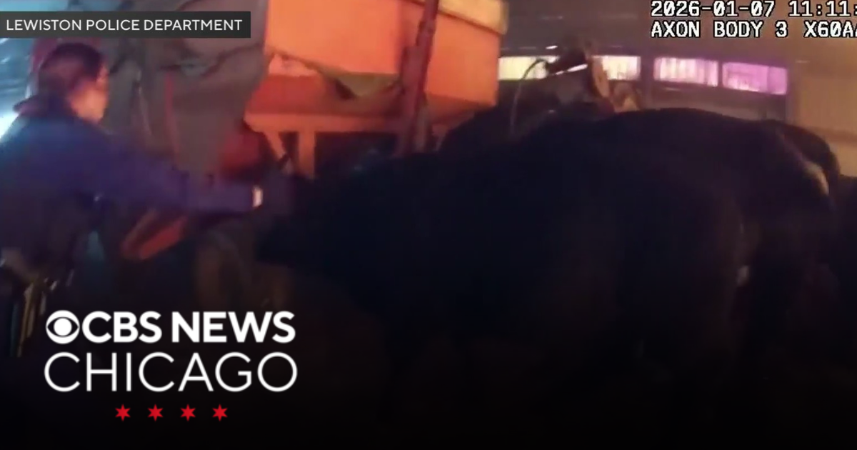 Video: Cops rescued cows from barn fire in New York