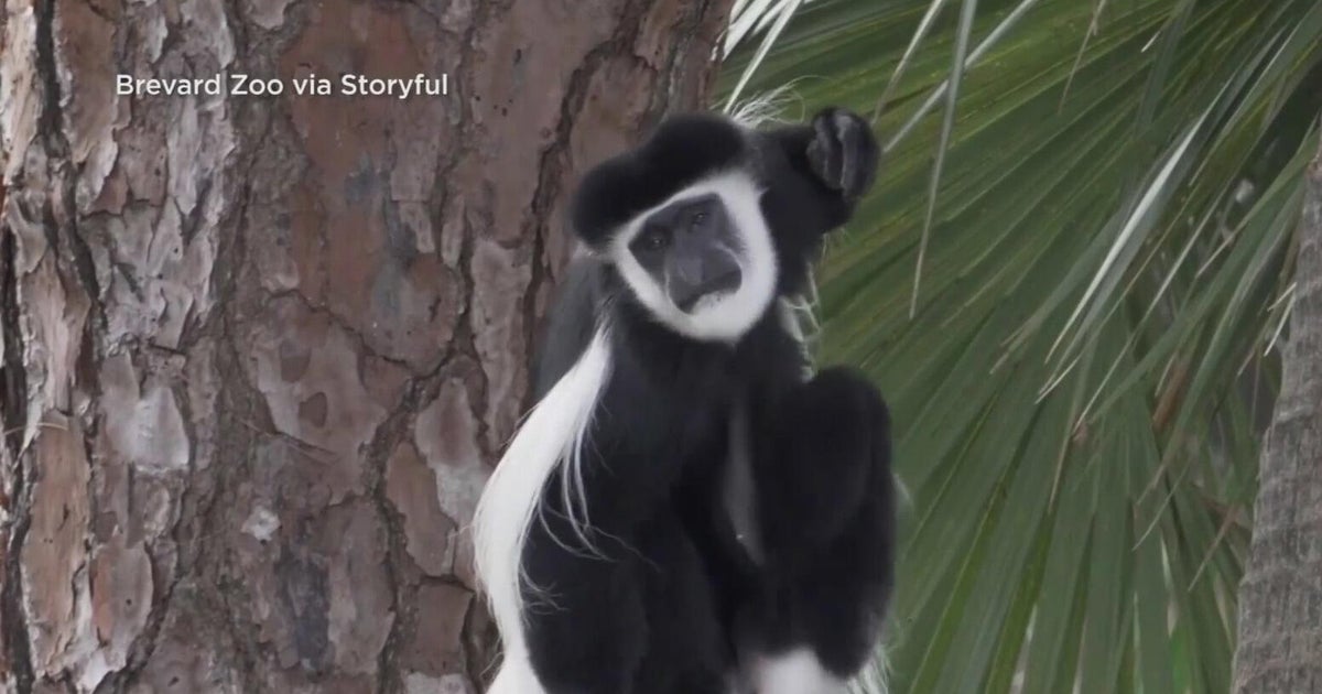 South Florida zoo welcomes two endangered monkey sisters, with a male on the way