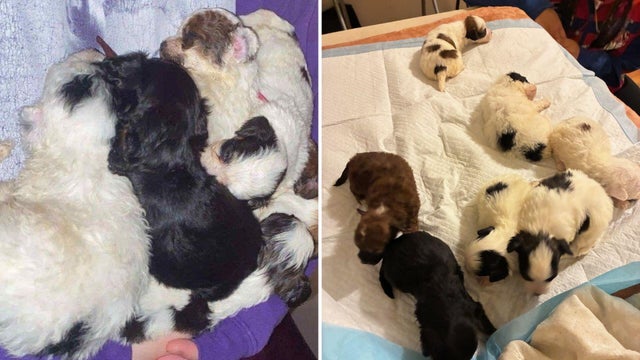 Stolen Puppies Sold in Maryland 