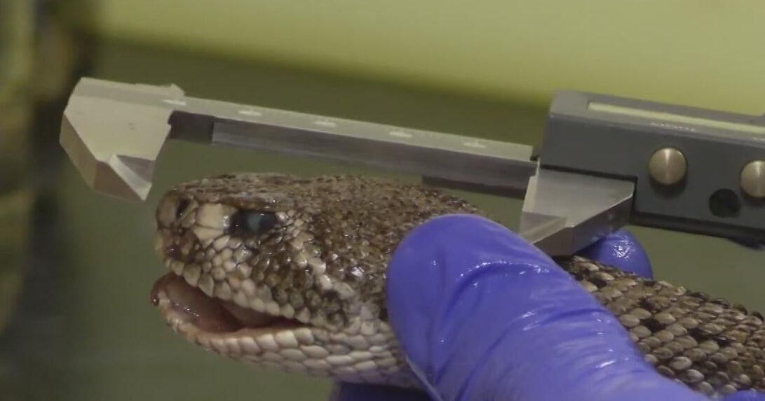 North Texas garage rattlesnake becomes rare scientific find
