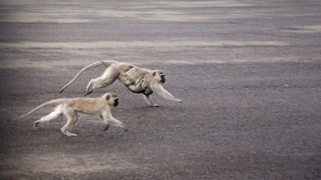 South Africa Animals 