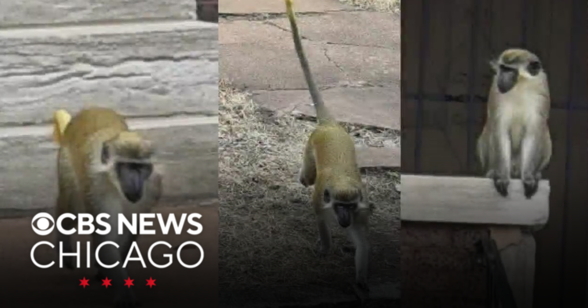 Monkeys caught roaming in St. Louis