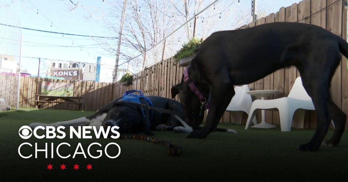 2 Chicago puppies to appear in Puppy Bowl