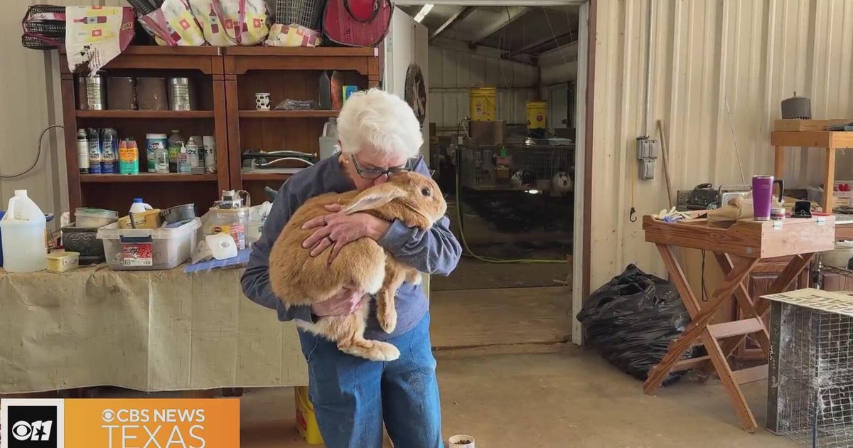 After nearly four decades, rabbit exhibitor prepares for final Fort Worth Stock Show and Rodeo