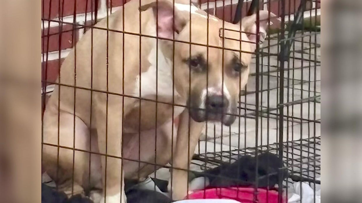 Video shows people abandoning dog outside NY animal shelter in freezing ...